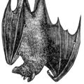 avatar pour bsag@ramblingreaders.org